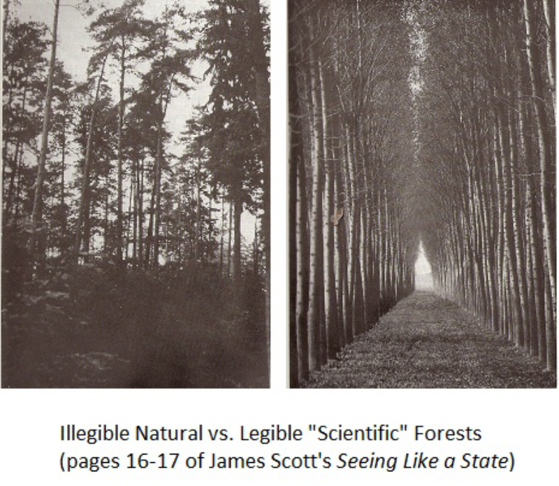Illegible Natural vs. Legible 'Scientific Forests', pages 16–17 of James Scott's Seeing Like a State